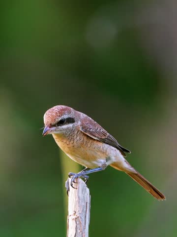 Close-up of a brown shrike bird with a distinctive black eye mask perching on a dry wooden stick looking intently for prey against a smooth dark green bokeh background