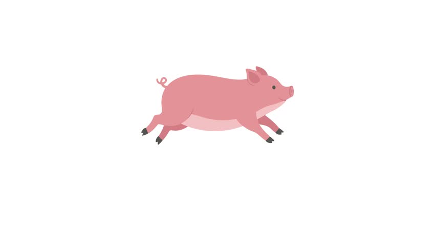 Animated video footage of a cute pig walking.
