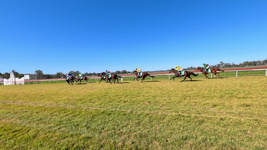 Wide shot of jockeys racing thoroughbred horses on a grass track in Gunnedah, Australia.