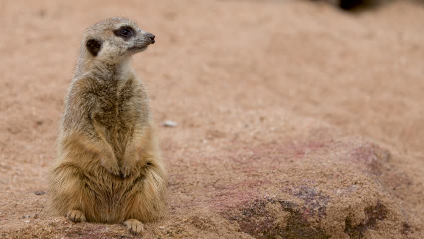 A meerkat stands upright on sand, looking around alertly in Dubbo, New South Wales, Australia.