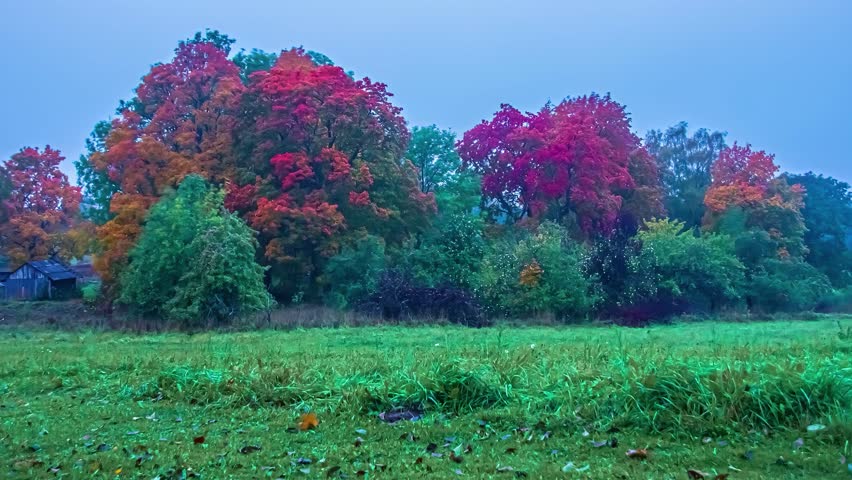View of vibrant autumn trees with red and orange foliage standing in a lush green field near a small wooden shed in Riga, Latvia.