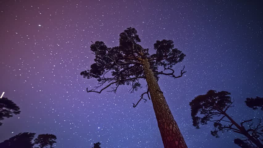 View of a tall pine tree silhouetted against a vibrant night sky filled with star trails in Riga, Latvia.