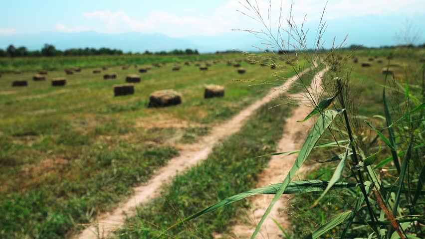 Grass on the background of collected bales of hay in the field.
