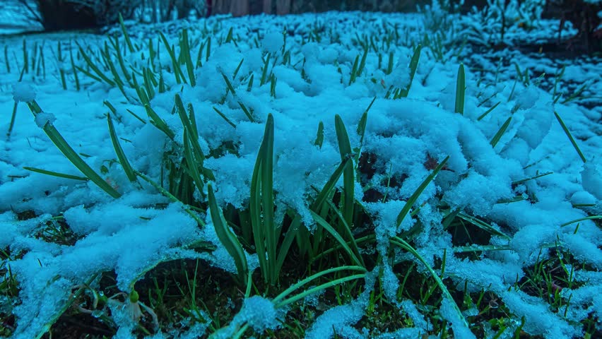 View of green shoots emerging through fresh snow in the countryside of Latvia.