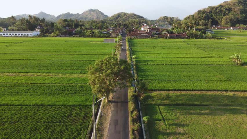 Village road leading through rice fields toward forested hills Yogyakarta, Central Java, Indonesia