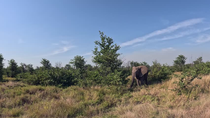 Establishing shot of lone bush elephant standing on Kruger NP savanna