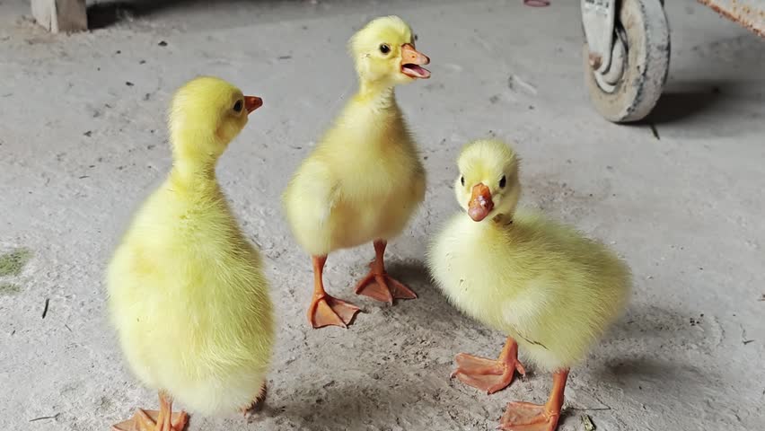 A cute yellow gosling in the coop.