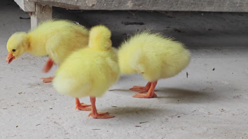 A cute yellow gosling in the coop.