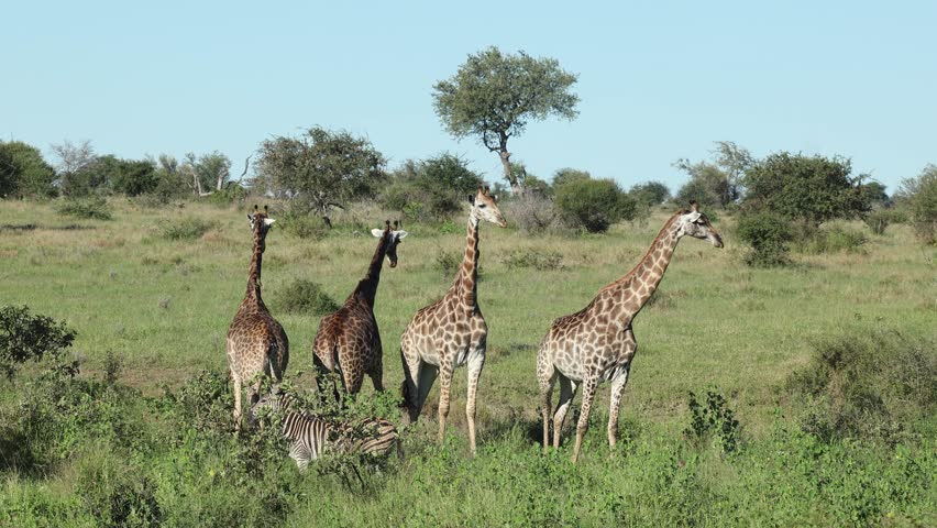 Four giraffes and one zebra stand in sunny savanna grass in S Africa