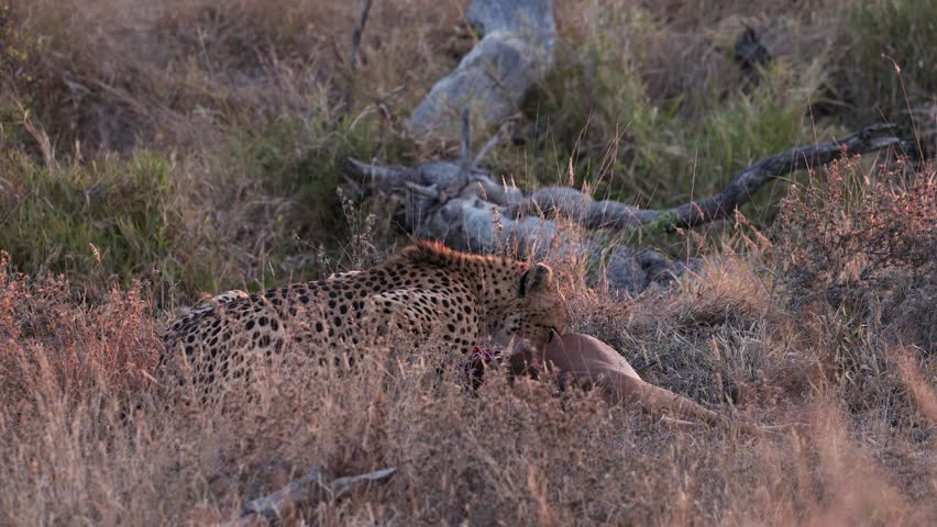 Lone cheetah feeds on impala antelope on tall grass African savanna