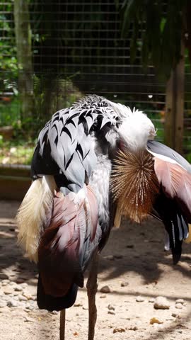 grey crowned crane with beautiful feathers under the sun light inside the cage, bird preening and standing straight after preening, back portrait of grey feathers bird