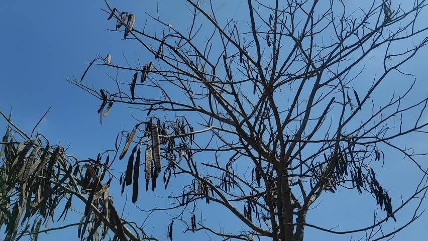 Pan Shoot of Dry Seed Pods Hanging on Tree Branches Against Blue Sky

Footage of dry seed pods hanging from bare tree branches swaying gently against a clear blue sky. Shot of flamboyant or acacia tree in dry season in Indonesia. Perfect b-roll for concepts of nature, botany, dry season, seed pods, drought, environment, rural landscape, minimalism, and silhouette.
