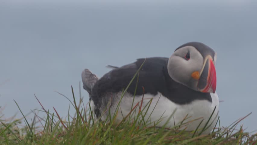 Close-up of Atlantic puffin resting on grassy cliff at Latrabjarg Iceland, full body seated on windy day