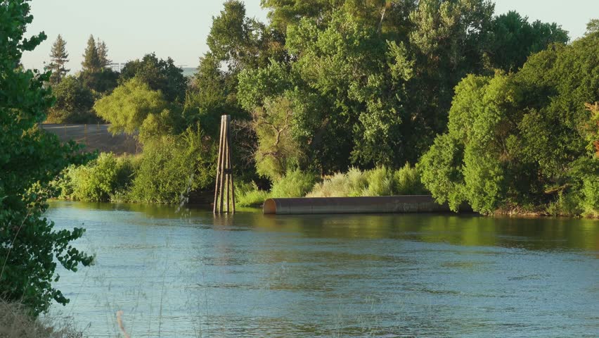 Drainage Pipe Along Trees on Sacramento River Bank