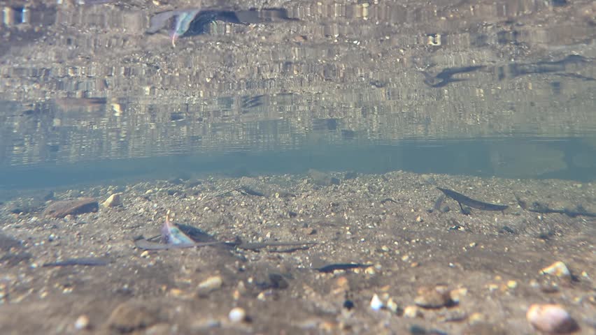 Static underwater shot of a shallow creek bed with pebbles and sand in Wentworth Falls.