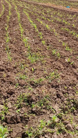 Vertical shot of upland or dryland planted with corn