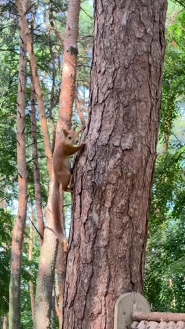 A squirrel climbs a tree in the park. Summer park. Vertical video
