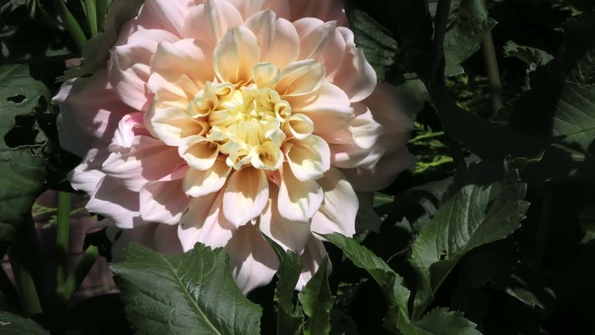 Dahlia “Break Out” a large waterlily type dahlia nestled in the leaves