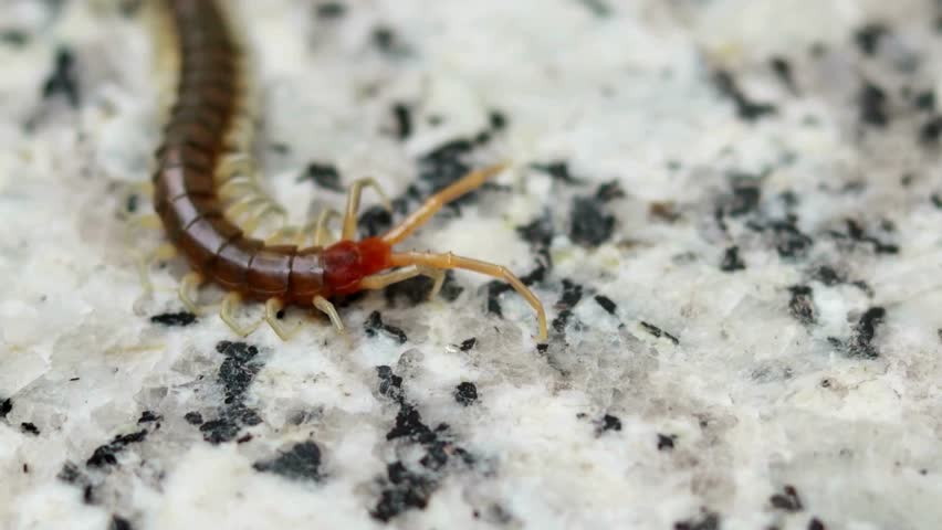 Macro close-up of a brown centipede crawling across a light speckled granite surface.

