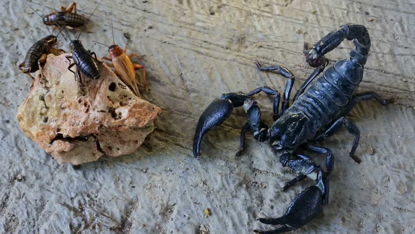 High-angle view of a large black emperor scorpion facing a cluster of live feeder crickets on stone.