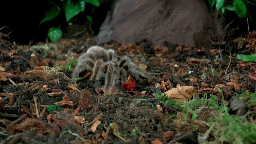 Ground-level view of a hairy Chilean rose tarantula feeding on prey inside its terrarium enclosure.