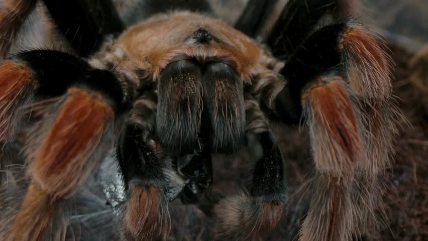 Mexican redknee tarantula eating prey item in close-up macro view.