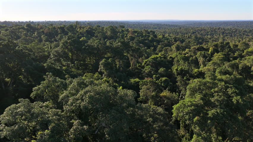 Upper Parana Atlantic Forest forms a dense native canopy in Misiones, Argentina, revealing mature subtropical broadleaf vegetation, slow drone forward flyover.