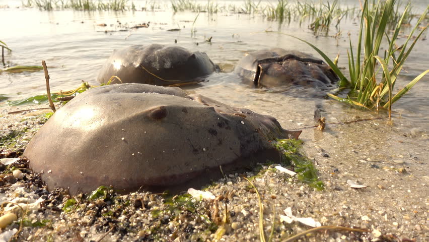 Dead horseshoe crabs float at the edge of the water.