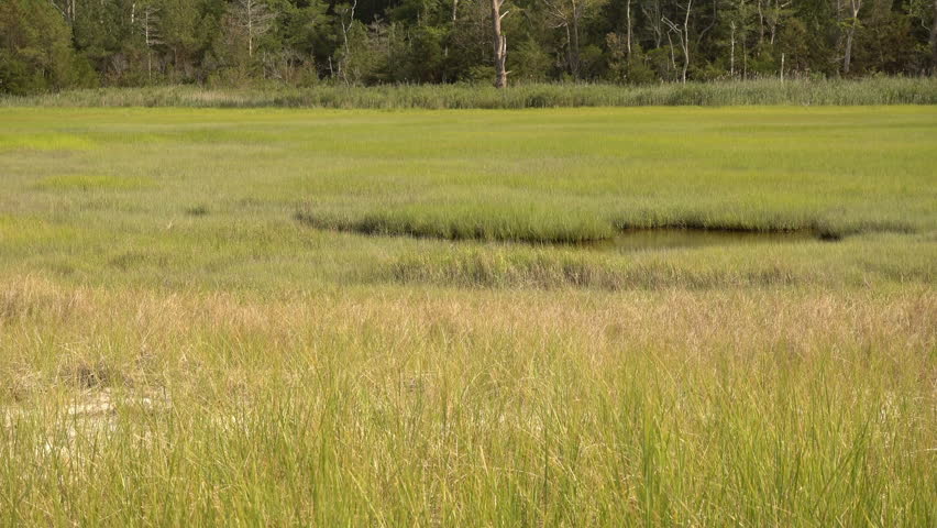 Small brackish water pool in a wetland habitat.