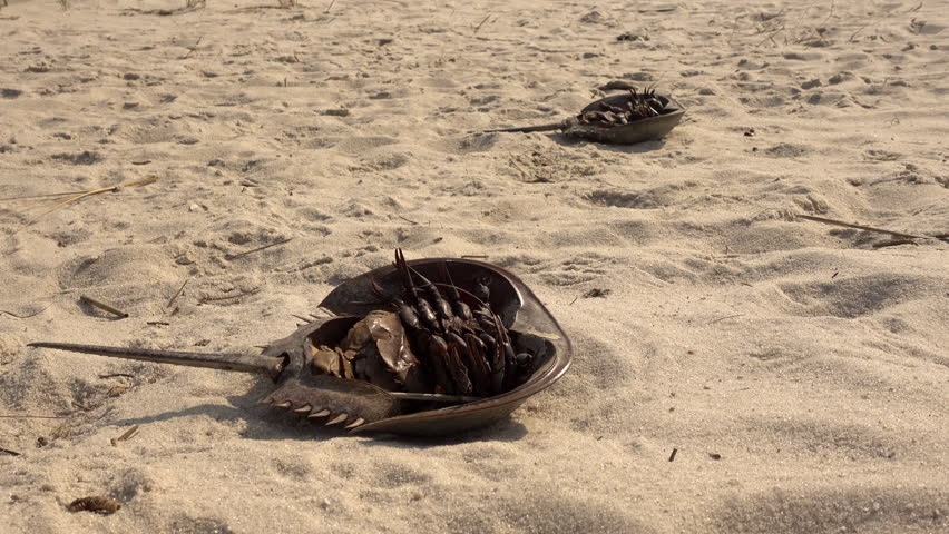 Pair of dead horseshoe crabs lay belly-up on a beach.