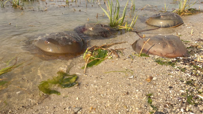 Dead horseshoe crabs float at the water