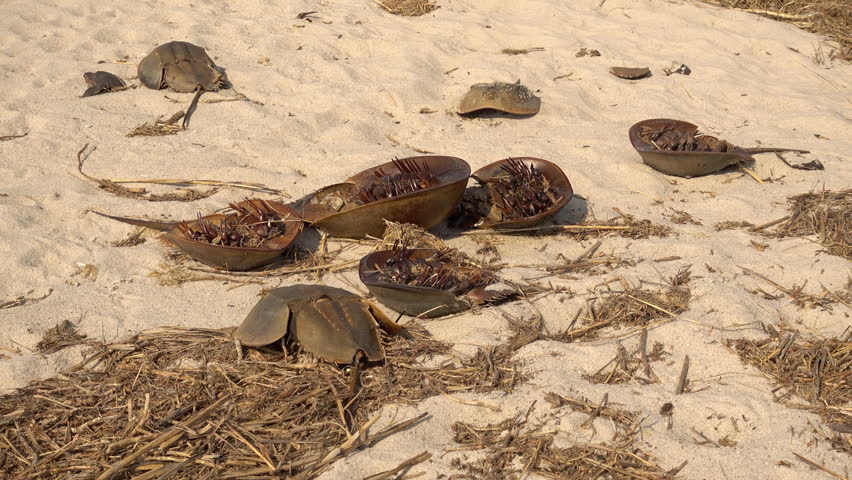 Dead horseshoe crabs lying on beach.