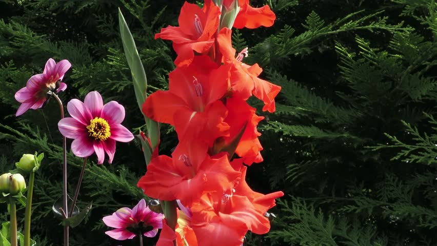 Red gladioli and pink dahlia “Neon” with conifer background.