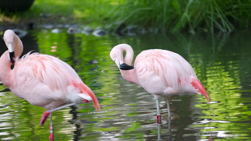 Close-up of flamingo preening its feathers, highlighting striking pink coloration and curved beak in soft natural light