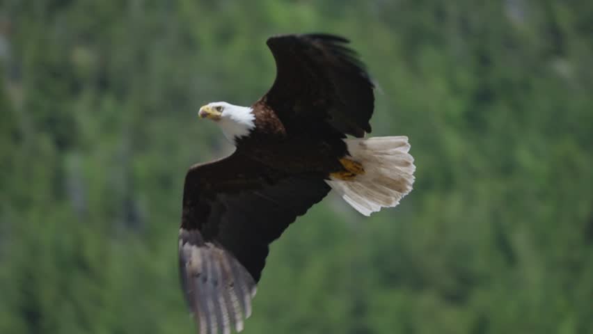 American bald eagle flying gracefully in side view against a lush green forest background with wings fully outstretched