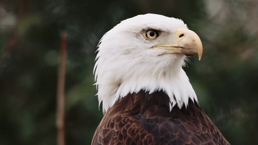 Detailed profile close-up portrait of an American bald eagle showing sharp yellow eye, powerful beak, and white head.