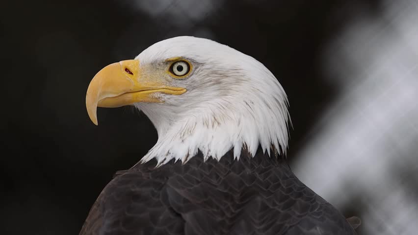 Detailed profile close-up portrait of an American bald eagle showing sharp yellow eye, powerful beak, and white head.