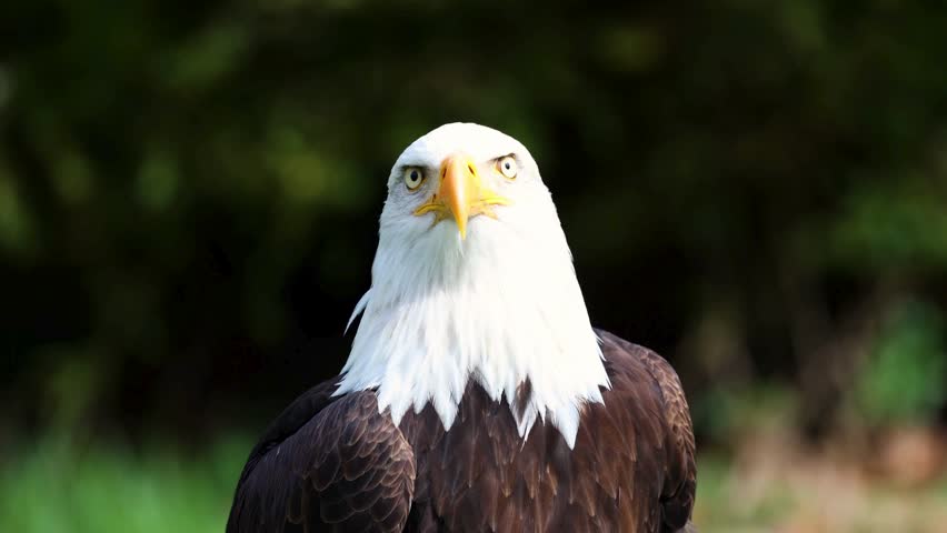 Front view portrait of a noble bald eagle showing intense yellow gaze and bright yellow beak against dark blurred background.