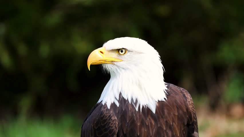 Side profile portrait of a majestic bald eagle with bright yellow beak and sharp eye against blurred natural dark background.
