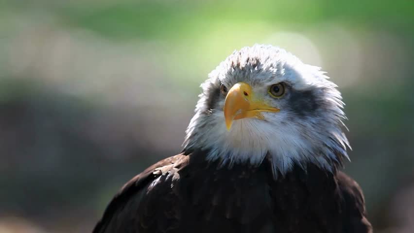 Side profile close-up portrait of a bald eagle featuring iconic white head feathers and bright yellow hooked beak outdoor.