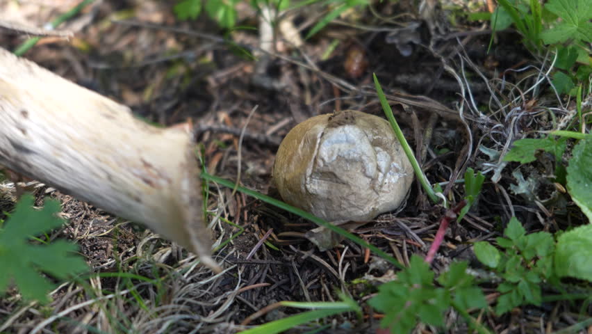 Spores puffing out of a mature puffball mushroom poked with a stick in the mountains of Kyrgyzstan, 4K video