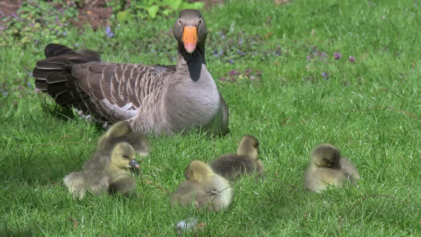 Greylag Goose (Anser anser) family with six goslings sitting on the grass preening their feathers. June, Kent UK [Half speed]