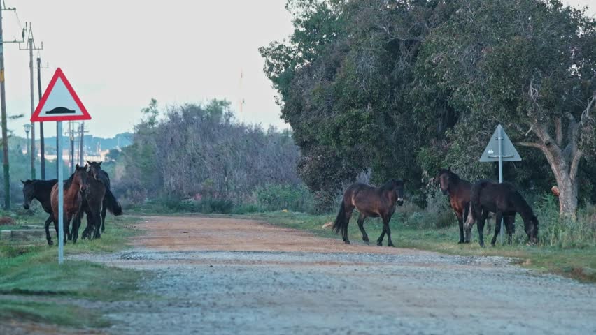 A herd of wild horses on either side of a dirt road in a residential area with traffic road signs and electrical cables overhead in an urban area