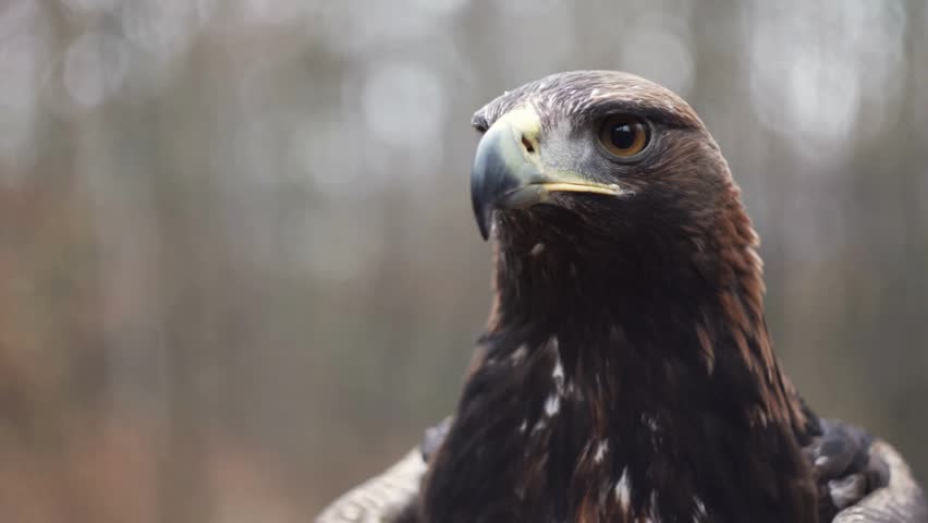Detailed close-up portrait of a majestic golden eagle with sharp amber eye and hooked beak against blurry bokeh background.