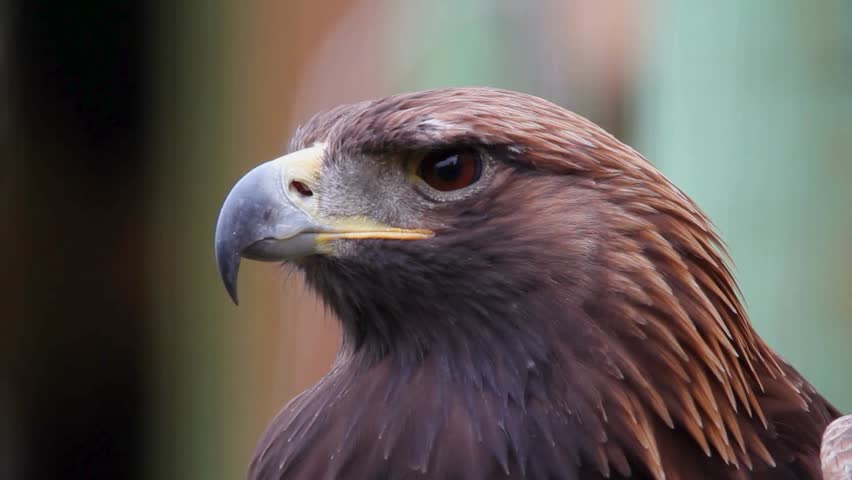 Side profile portrait close-up of a golden eagle showing dark brown feathers, golden nape, and a sharp hooked beak.