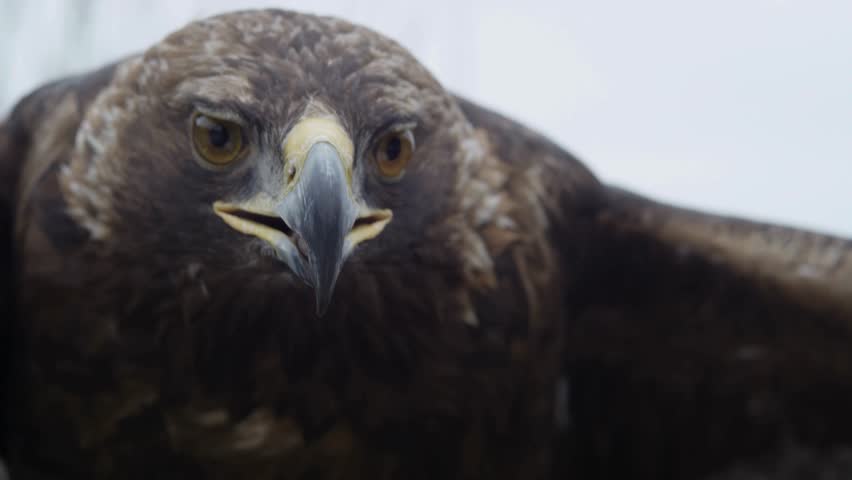 Extreme macro close-up of a golden eagle head featuring detailed amber eye, sharp hooked beak, and rich brown plumage.
