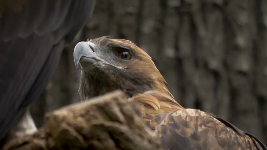 Low angle close-up portrait of a majestic golden eagle perched on a wooden log with sharp amber eyes looking upward.