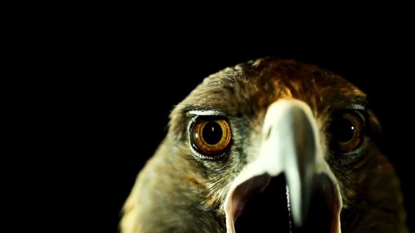 Dramatic close-up macro portrait of a golden eagle head showcasing sharp brown eyes and golden plumage against black background.