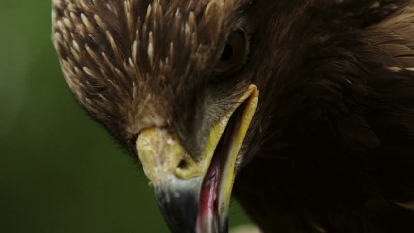 Extreme macro close-up of a golden eagle head showing open yellow beak, intense eye gaze, and detailed brown feather texture.