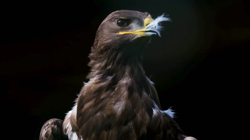 Front view portrait of a majestic hawk raptor with intense gaze, sharp hooked beak, and dark studio background.